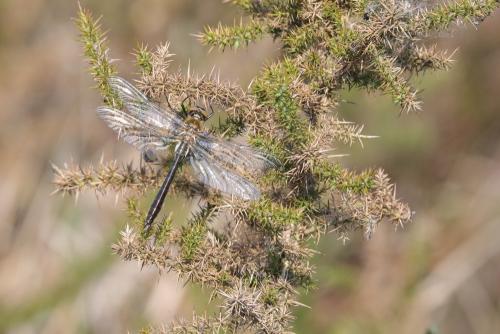 Cordulia aenea